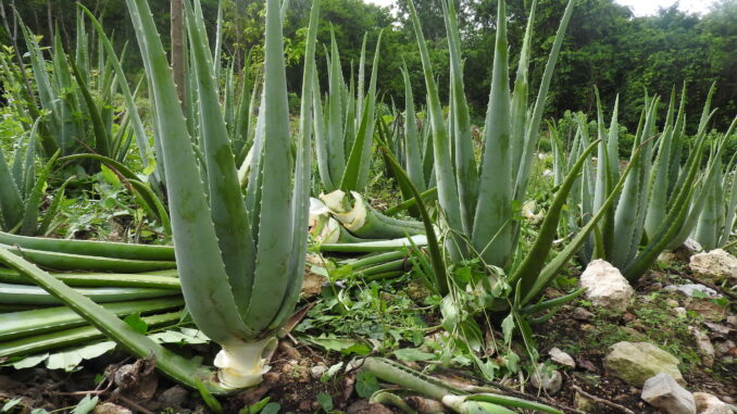 Information related to Aloe Vera Cultivation in India
