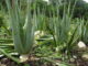 Information related to Aloe Vera Cultivation in India